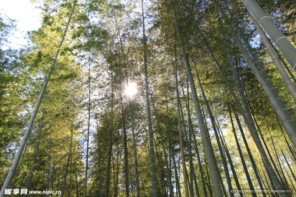 竹林