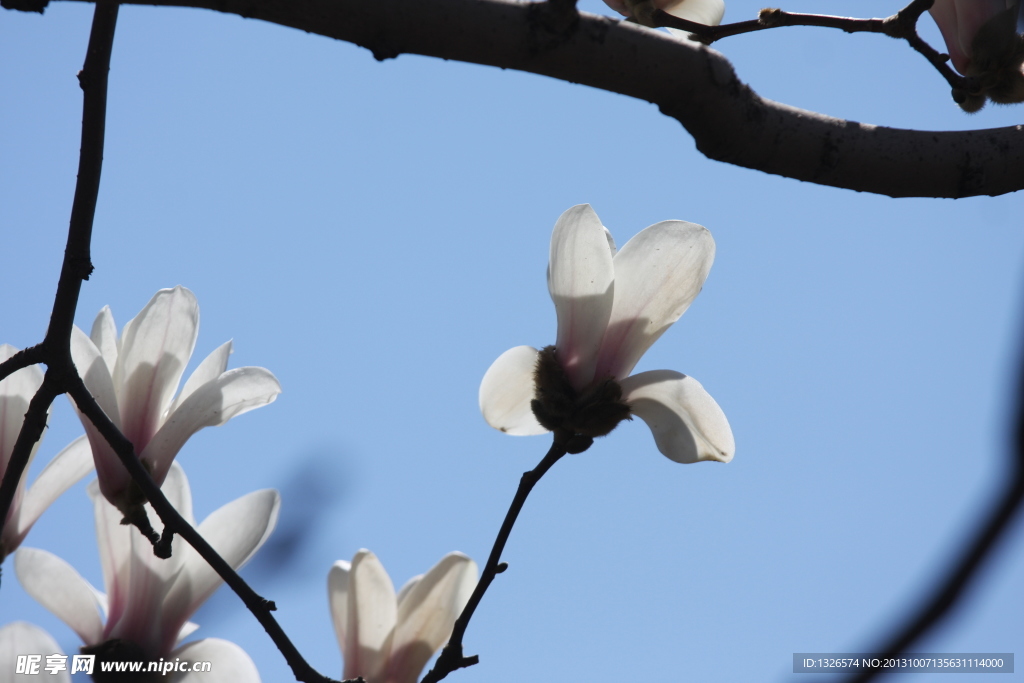 玉兰花