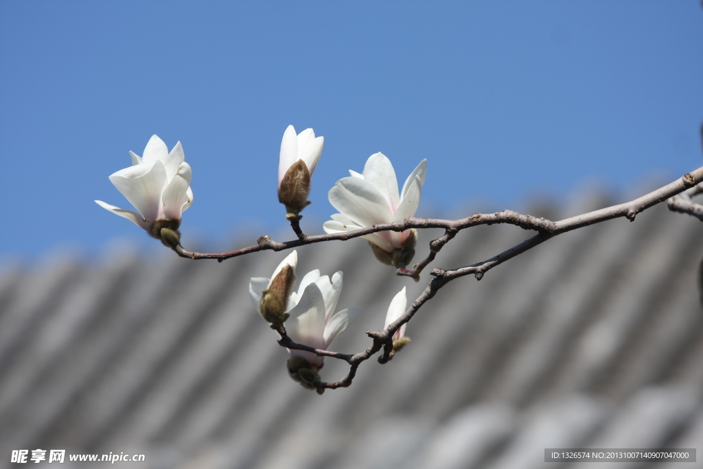 玉兰花