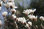 玉兰花