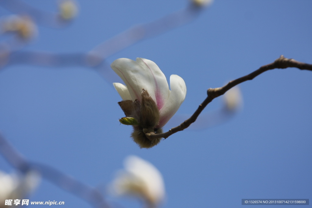 玉兰花