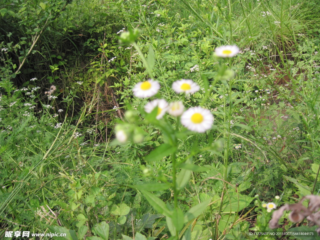 田园风光