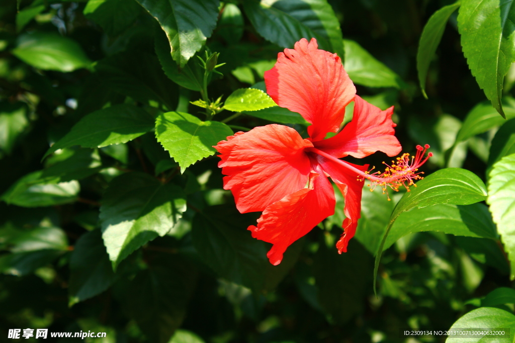 红花 扶桑花