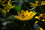 蜜蜂与金鸡菊