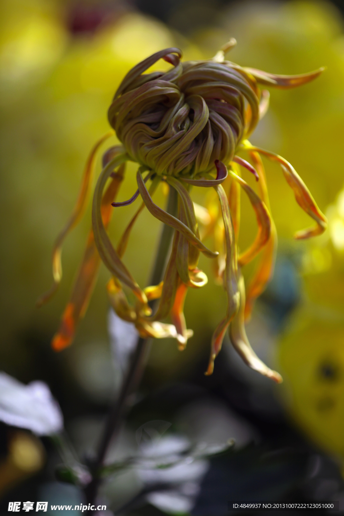 菊花