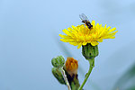 野菊花