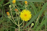 野菊花