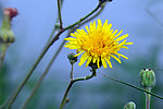 野菊花