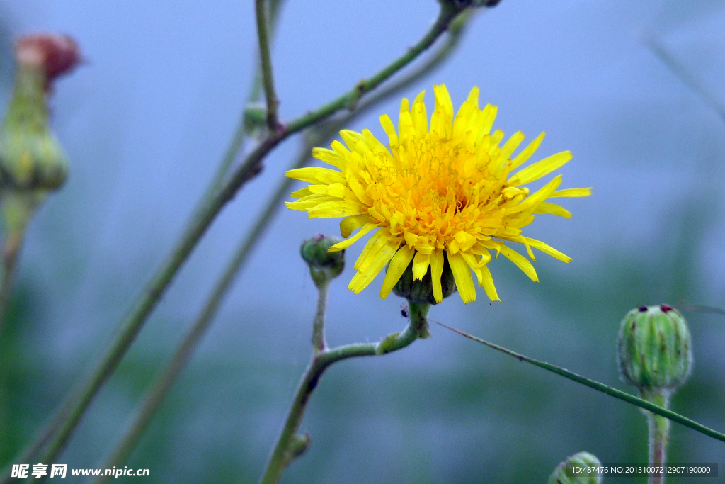 野菊花