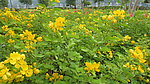 双荚决明花