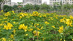双荚决明花