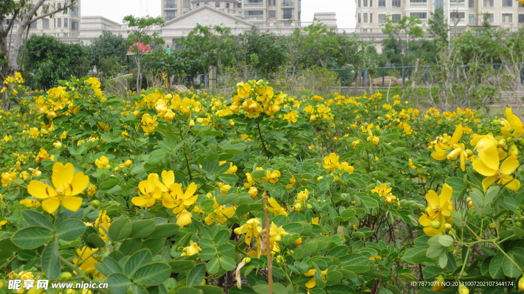 双荚决明花