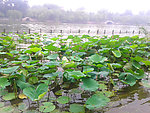 济南大明湖