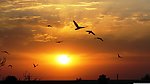夕阳