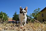 小花猫