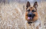 警犬