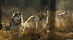 群狼