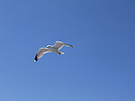 海鸥