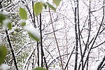 月湖公园 雪景 树
