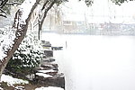月湖公园 雪景 树
