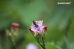 蜜蜂与喇叭花