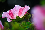 木芙蓉花