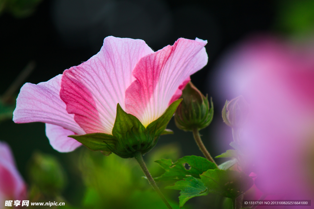 木芙蓉花