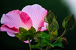 木芙蓉花