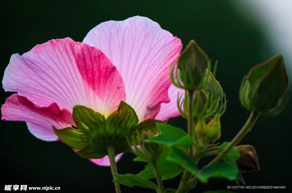 木芙蓉花