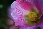 木芙蓉花