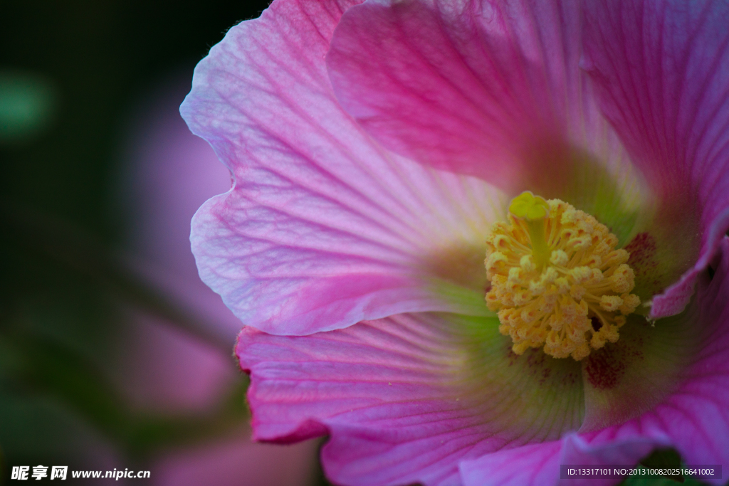 木芙蓉花