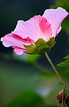 木芙蓉花