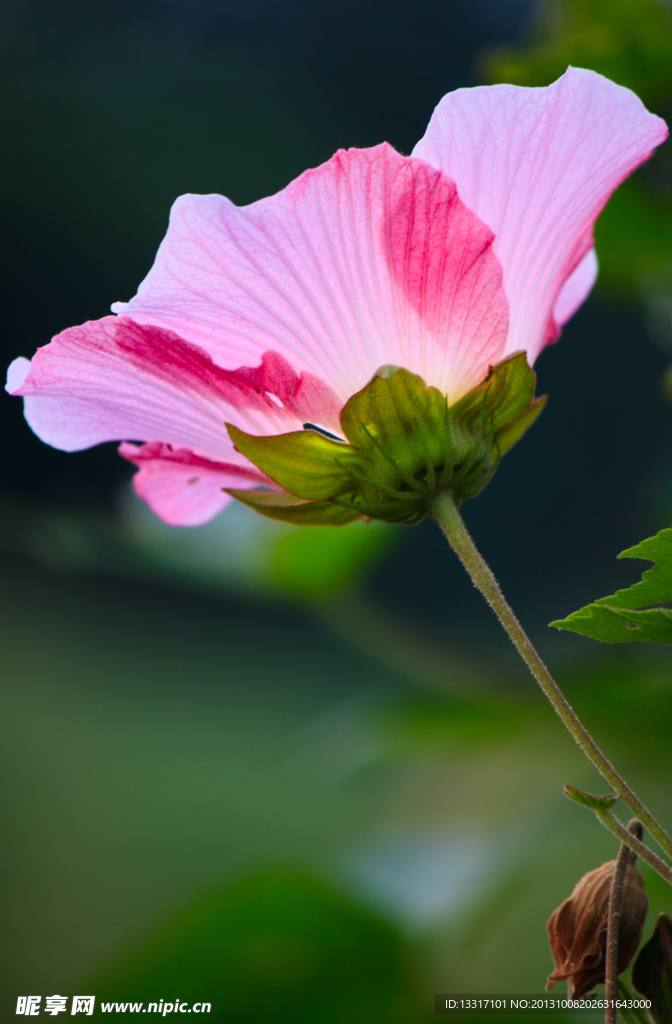 木芙蓉花