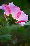木芙蓉花