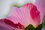 木芙蓉花