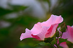 木芙蓉花