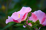 木芙蓉花