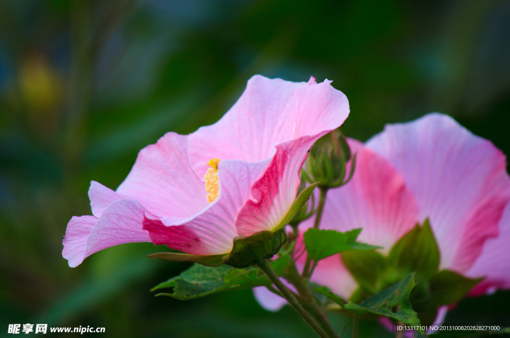 木芙蓉花