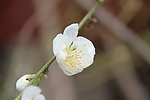 花心