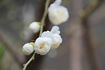小花