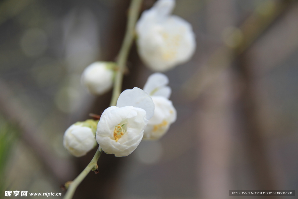 小花