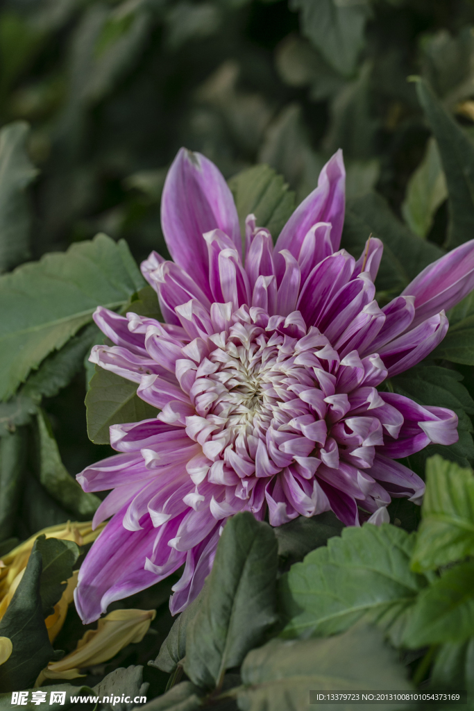 大丽菊
