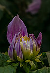 大丽菊