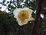白石榴花