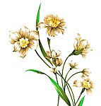 手绘风格水仙花