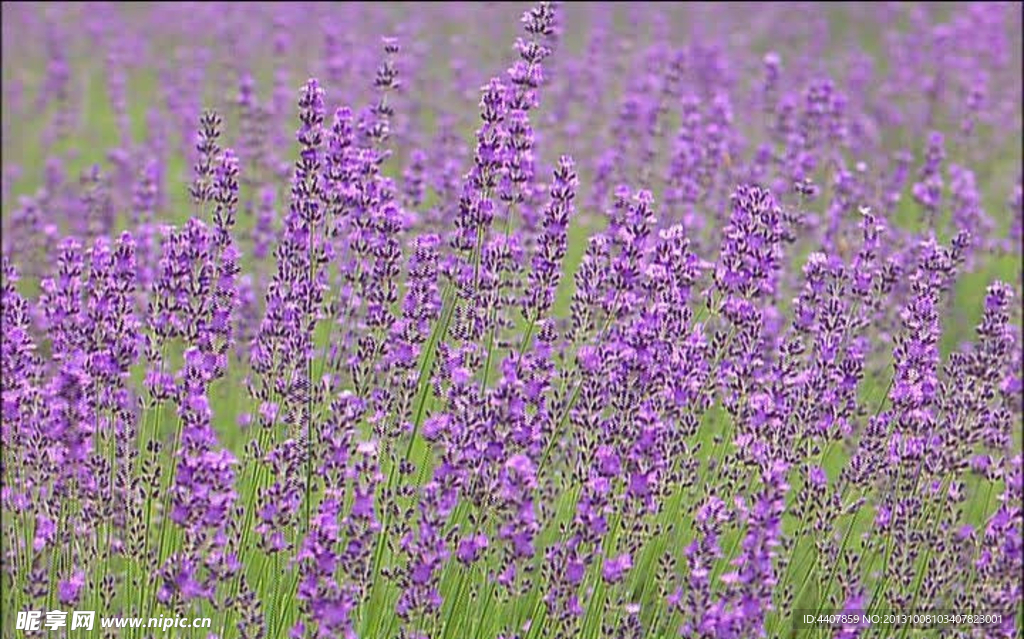 薰衣草 紫色花