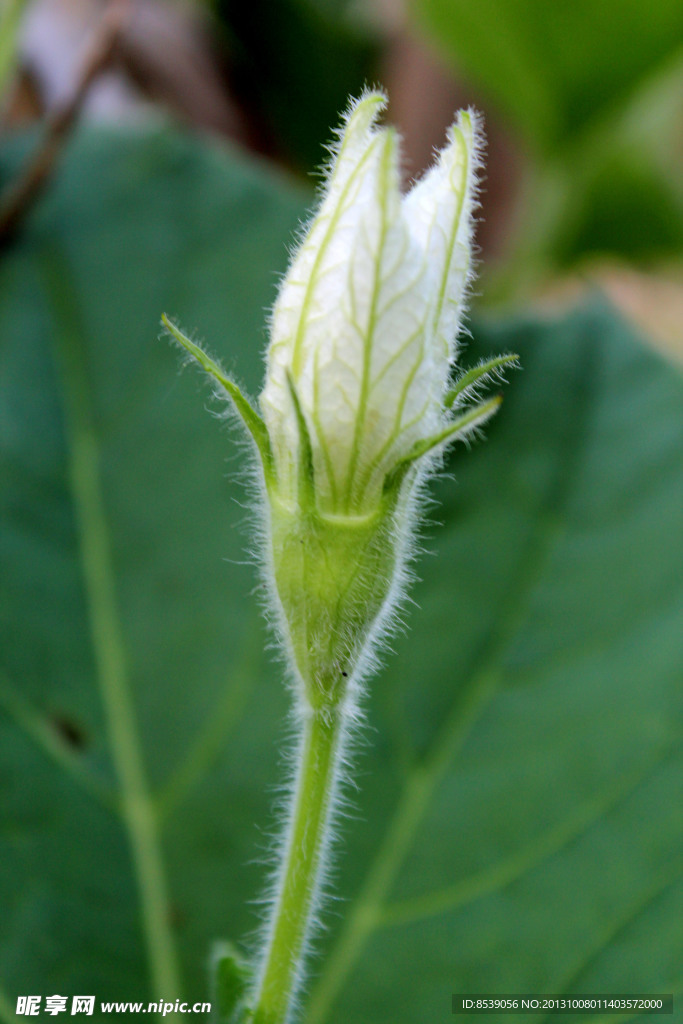 葫芦花