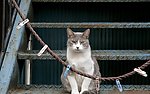 小猫