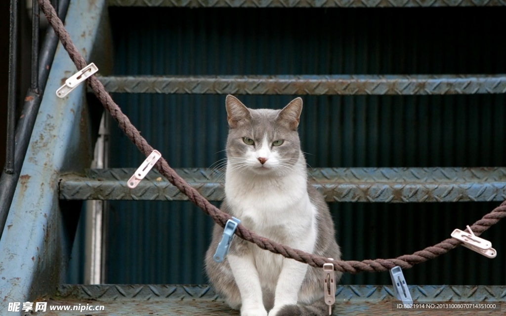 小猫
