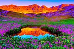 花丛